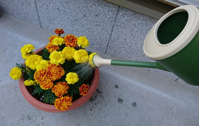 花の水やり